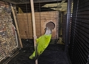 Ungendered senegal parrot
