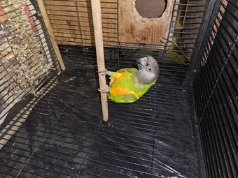 Ungendered senegal parrot