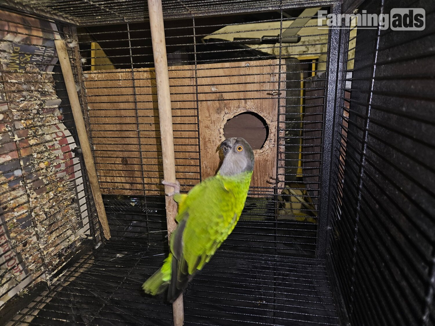 Ungendered senegal parrot
