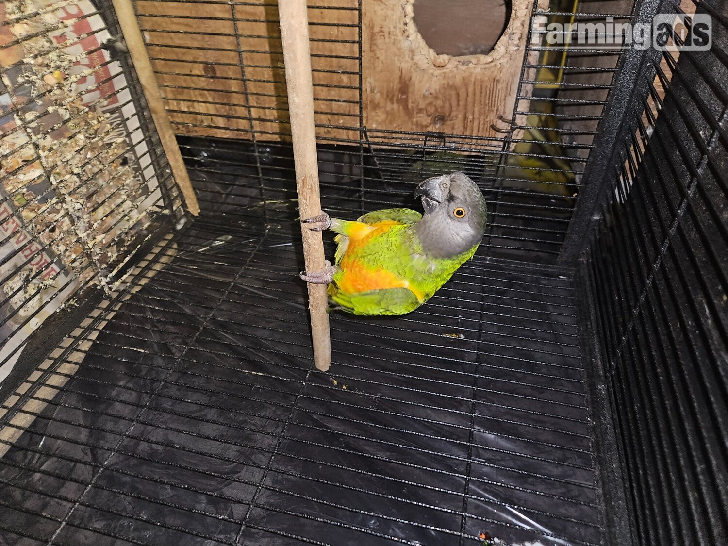 Ungendered senegal parrot