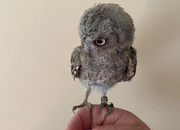 European scops proven birds and youngsters 
