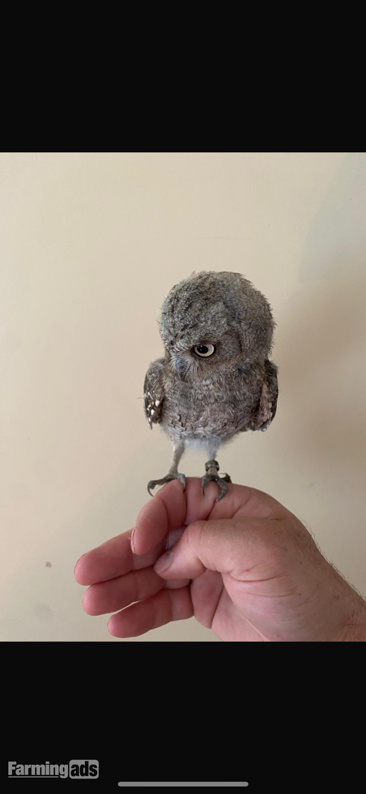 European scops proven birds and youngsters 
