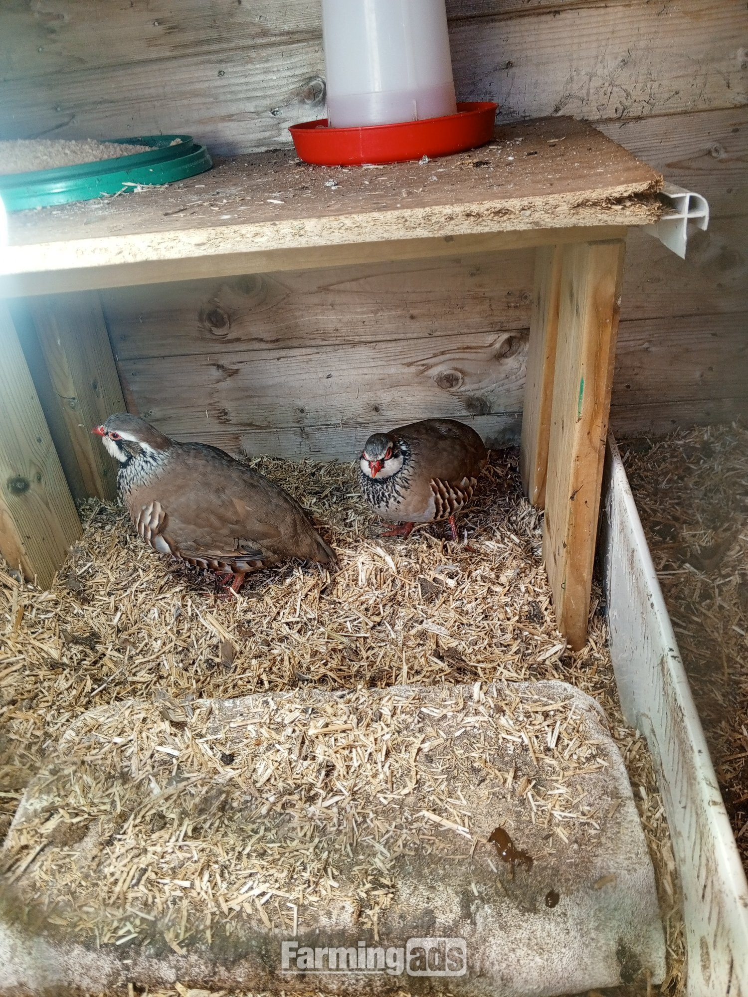 Chakur teeter Partridges 2 male chakur partridges for sale