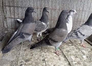 5 tippler pigeons mix young birds