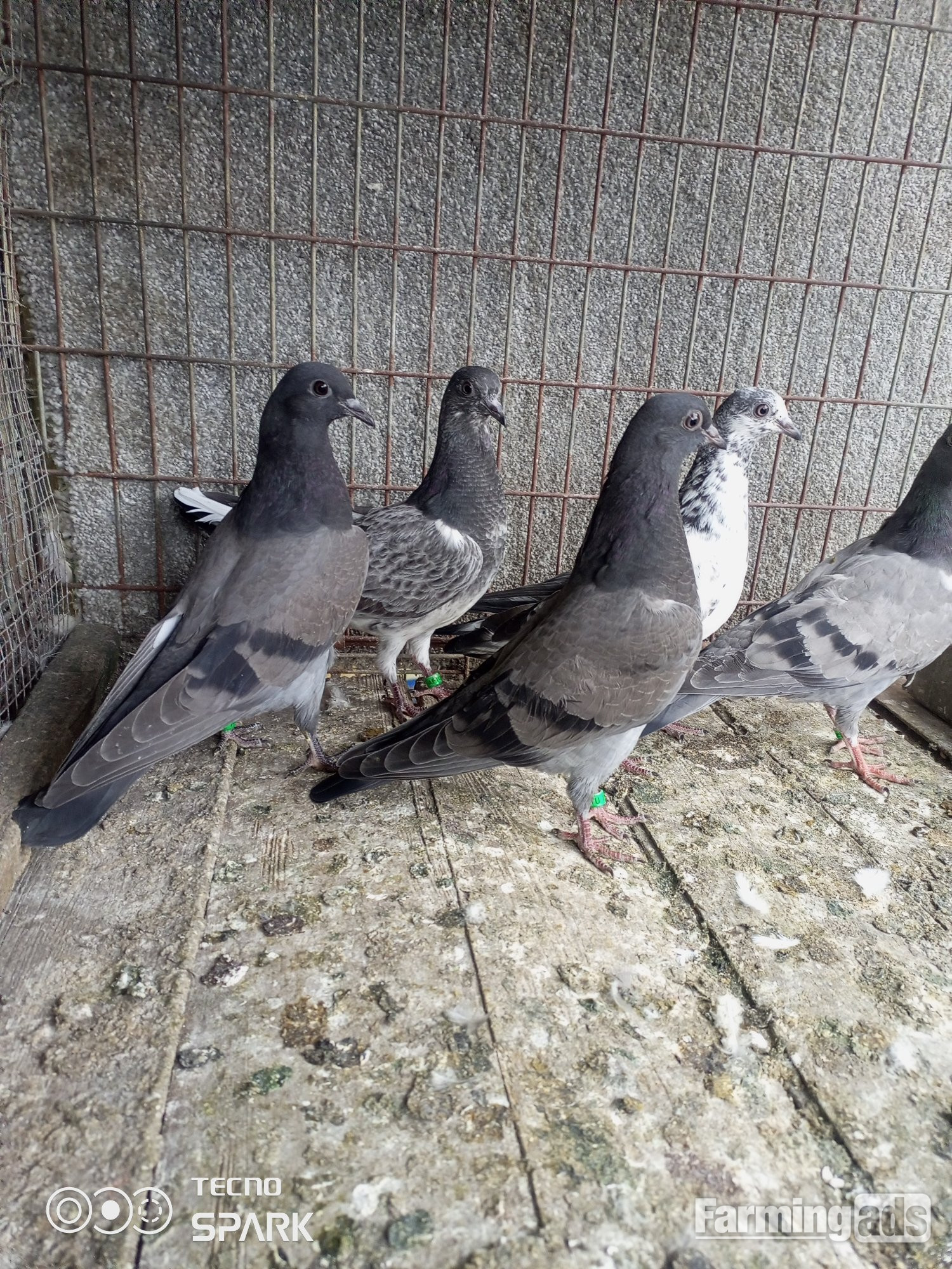 5 tippler pigeons mix young birds