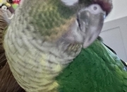 7 month old beautiful little girl friendly and tame and had amazeing character