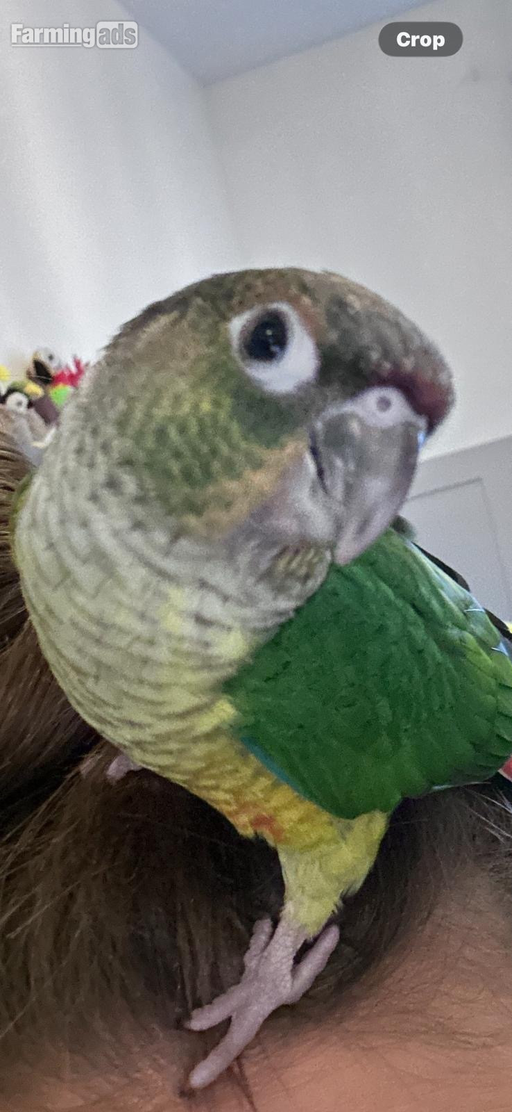 7 month old beautiful little girl friendly and tame and had amazeing character