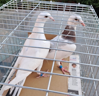 Qulity Racing baby Pigeons with 2026 rings