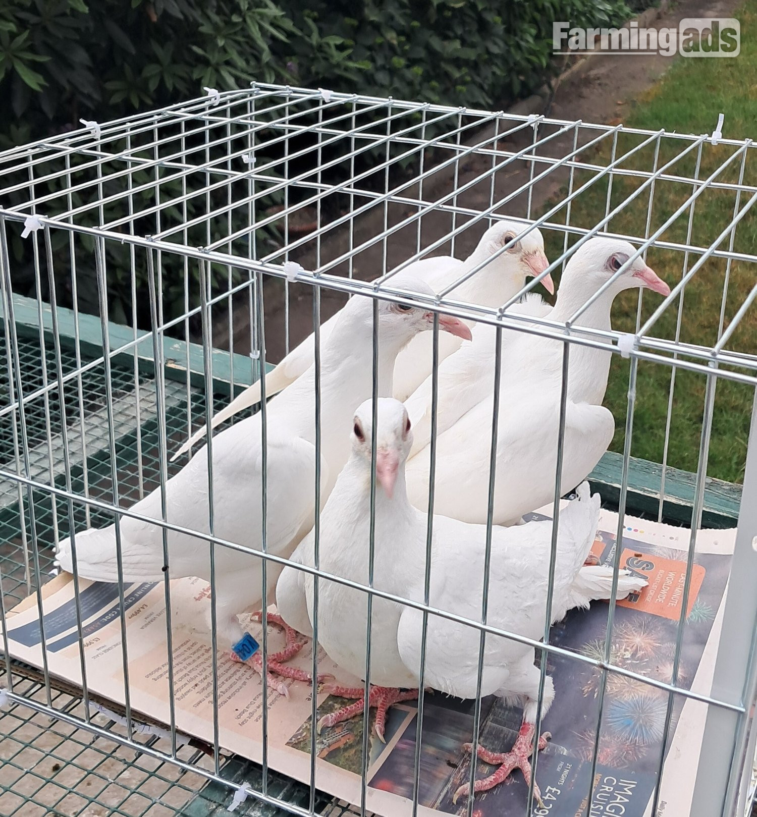 Qulity Racing baby Pigeons with 2026 rings - {CATEGORY}