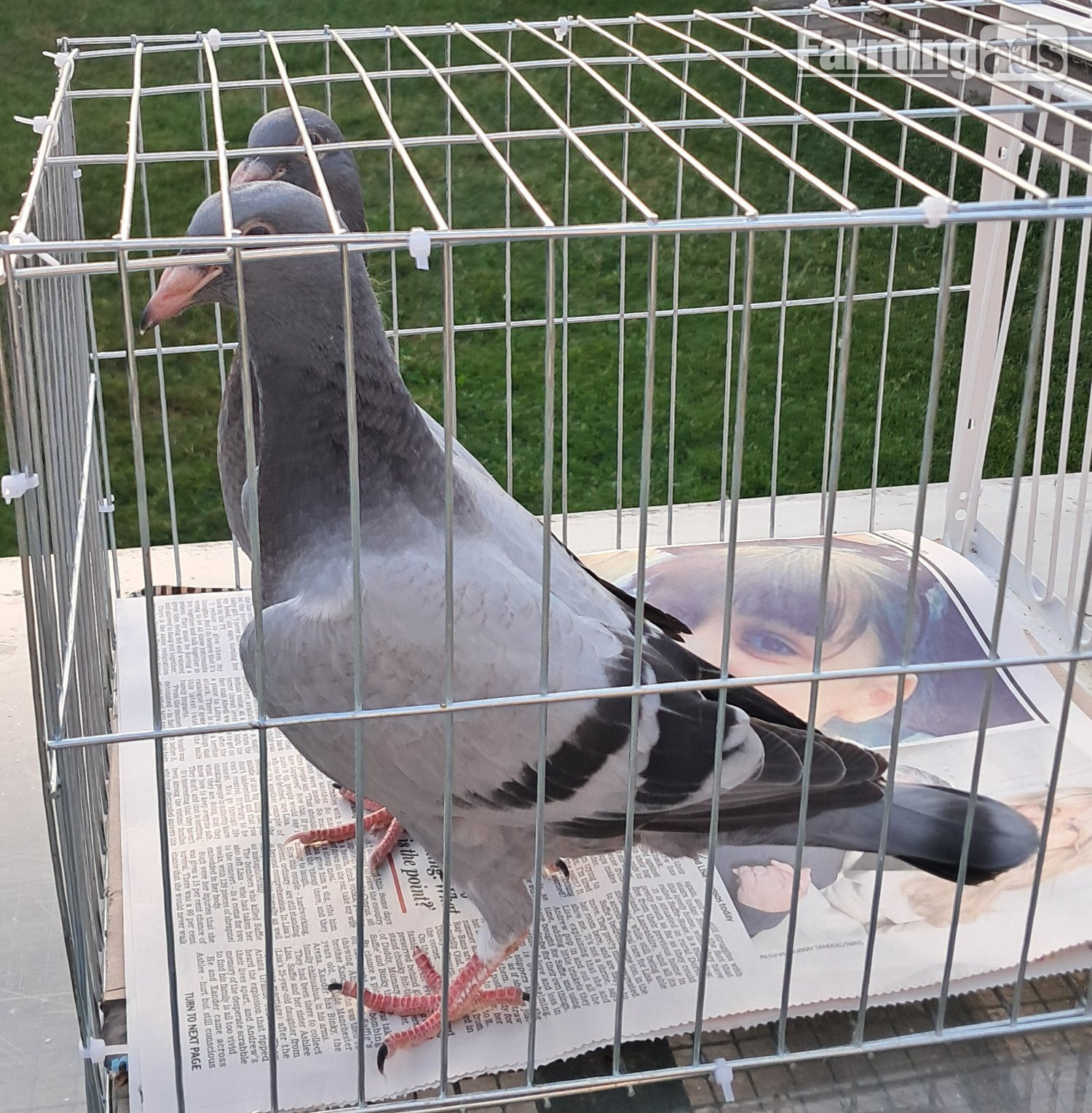 Qulity Racing baby Pigeons with 2026 rings