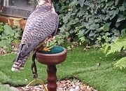 Male Gyr x lanner 