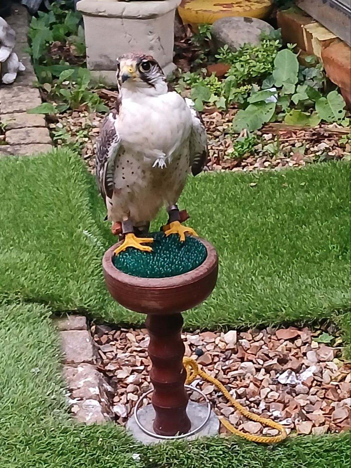 Male Gyr x lanner 