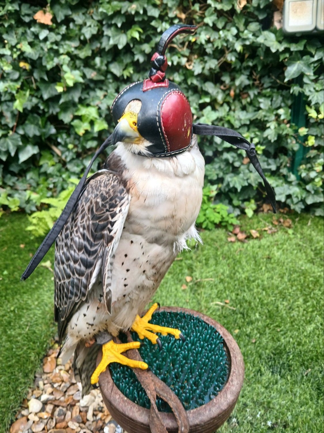  Male Gyr x lanner 
