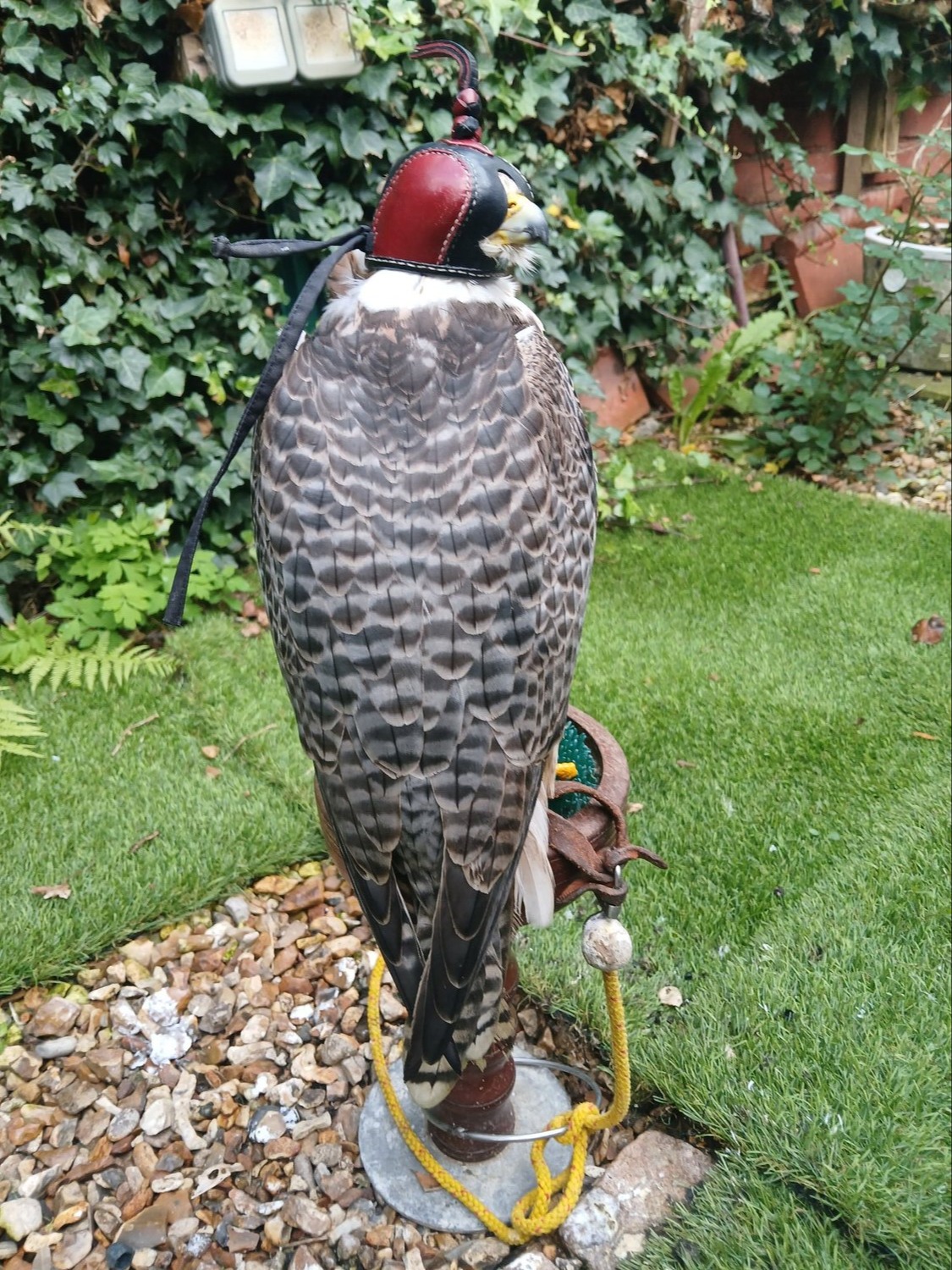 Male Gyr x lanner  - {CATEGORY}