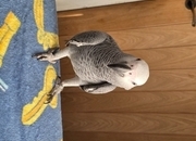 Baby African grey parrot unsexed