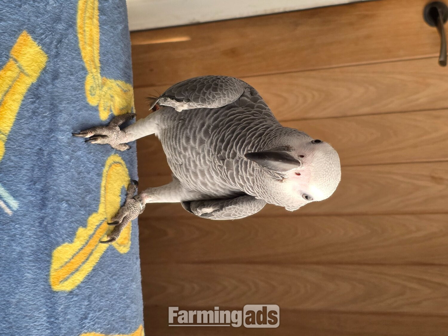 Baby African grey parrot unsexed