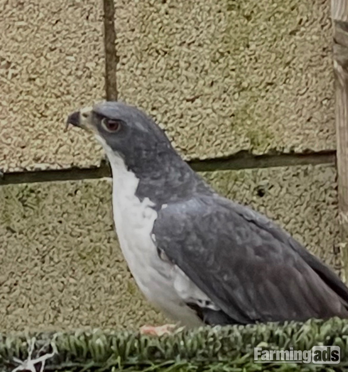 Female Black Sparrowhawk 