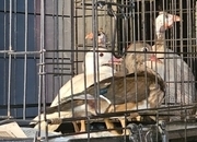 Pure Breed Poultry
