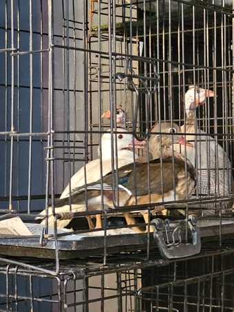Pure Breed Poultry