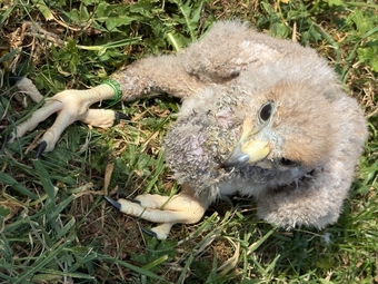 Female Harris Hawk (imprint)