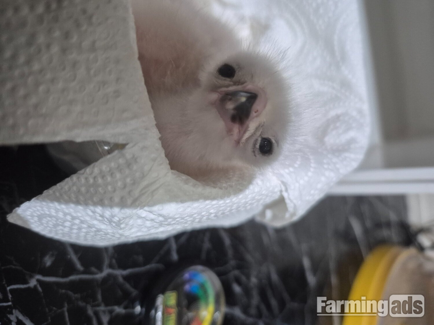 3 quarter albidus goshawk and 50x50 albidus chick's for sale ready early June 