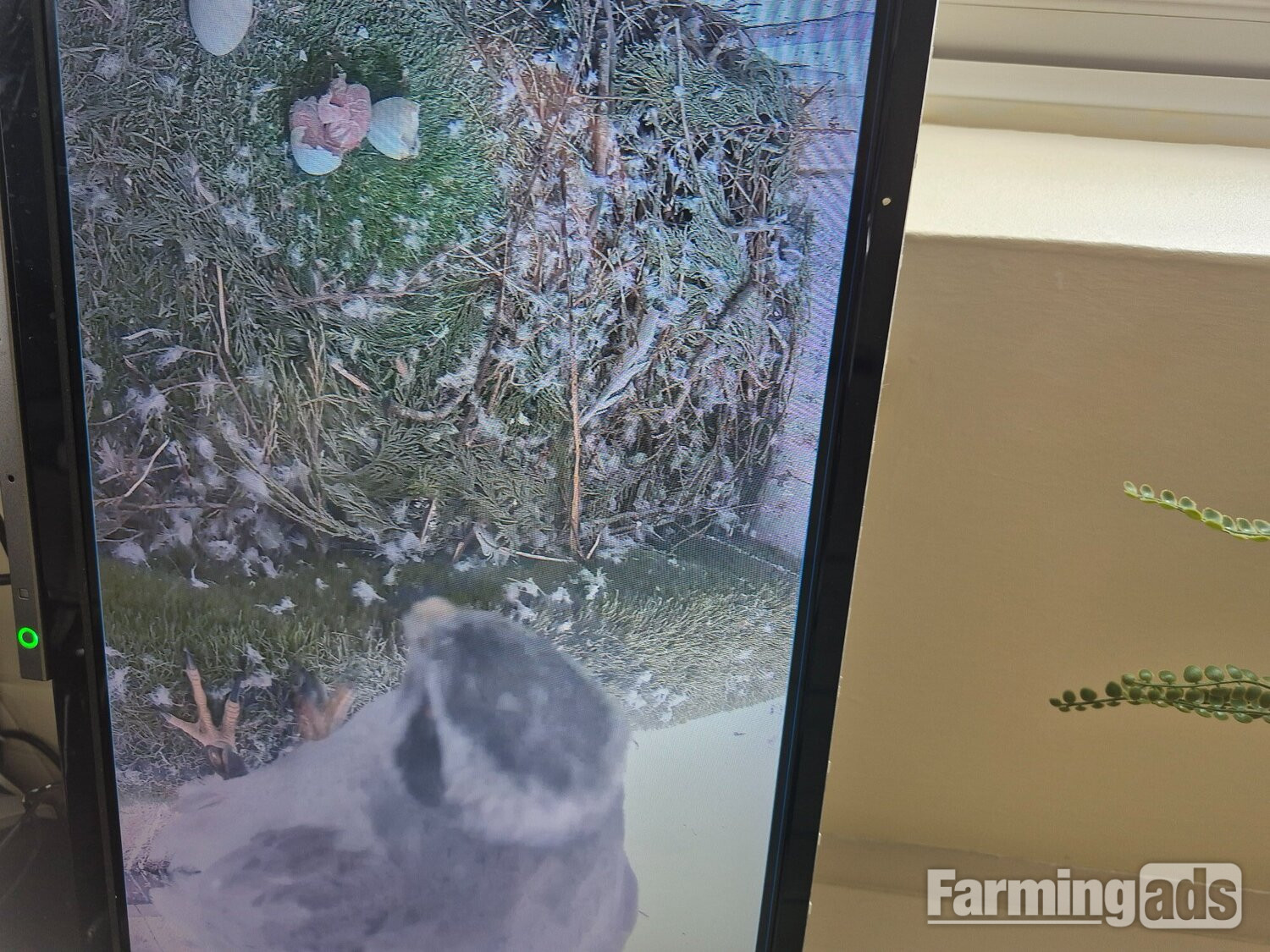  3 quarter albidus goshawk and 50x50 albidus chick's for sale ready early June 