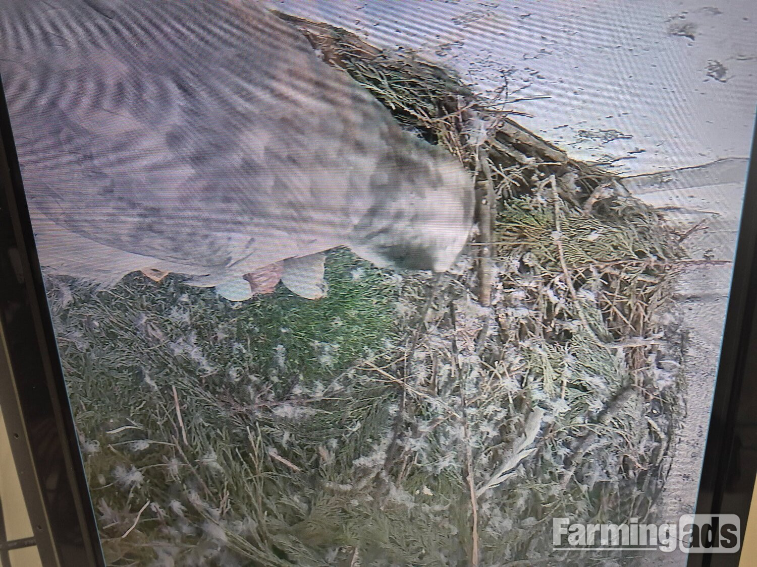 3 quarter albidus goshawk and 50x50 albidus chick's for sale ready early June  - {CATEGORY}