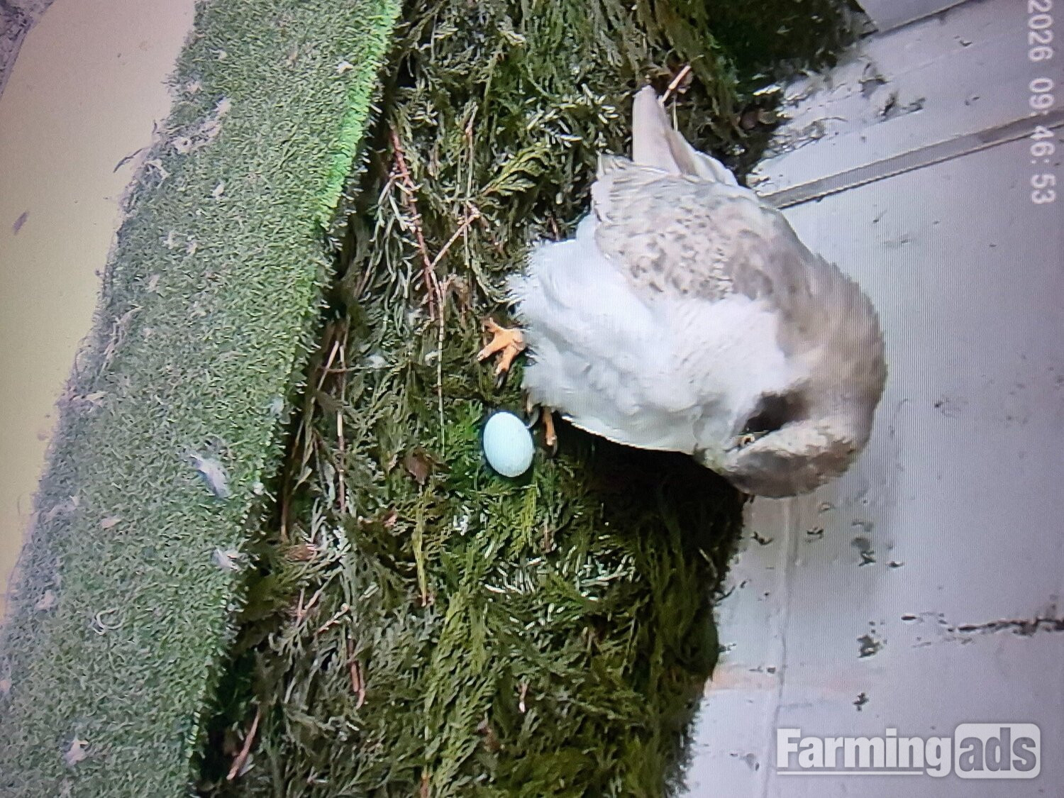 3 quarter albidus goshawk and 50x50 albidus chick's for sale ready early June  - {CATEGORY}