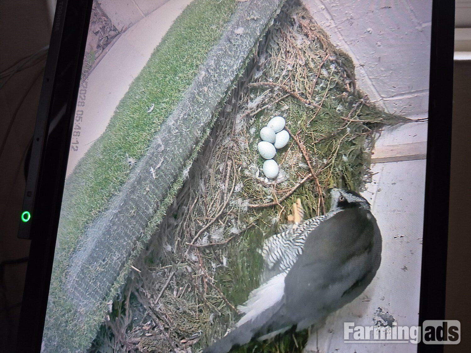 3 quarter albidus goshawk and 50x50 albidus chick's for sale ready early June  