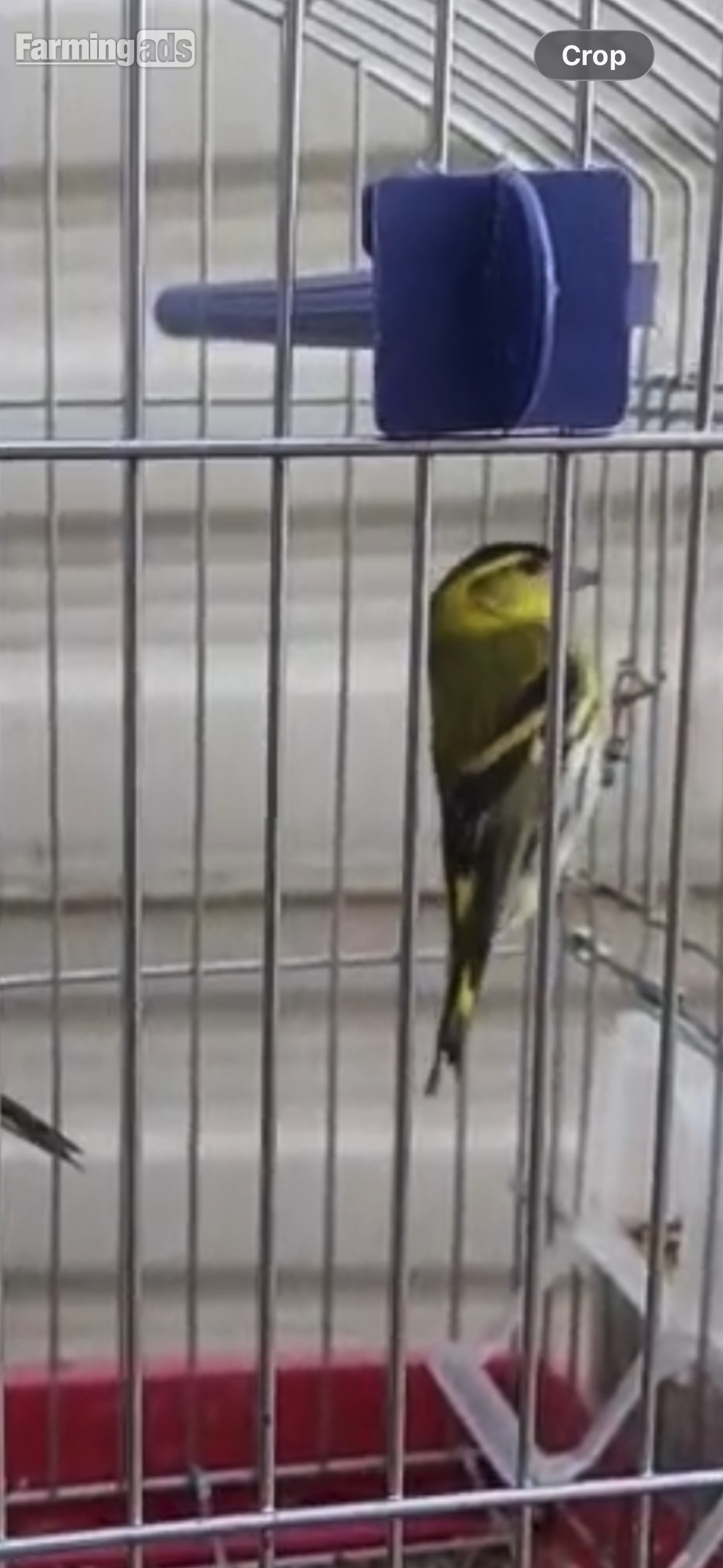 Siskins for sale 