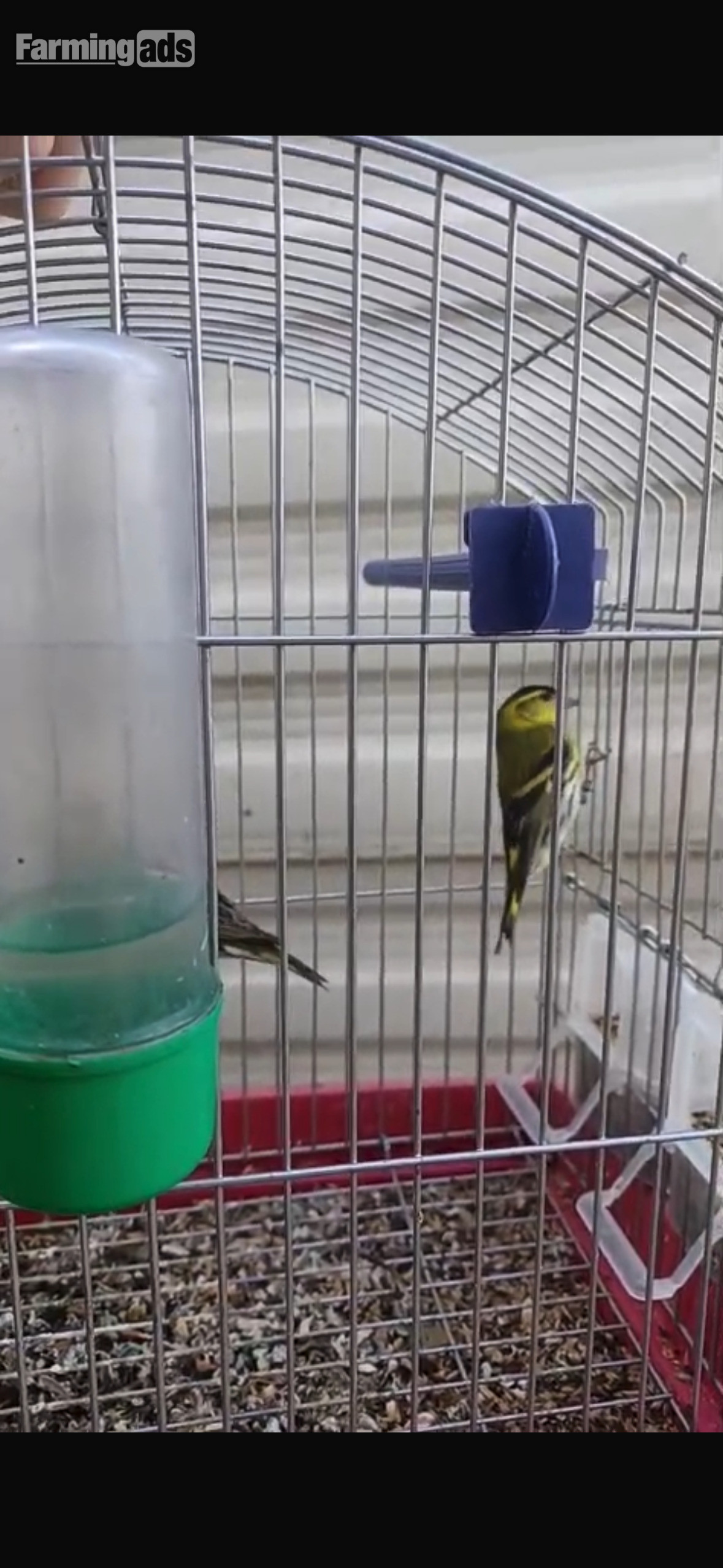  Siskins for sale 