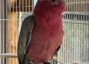 Female Galah for sale