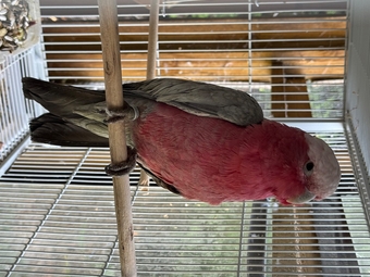 Female Galah for sale
