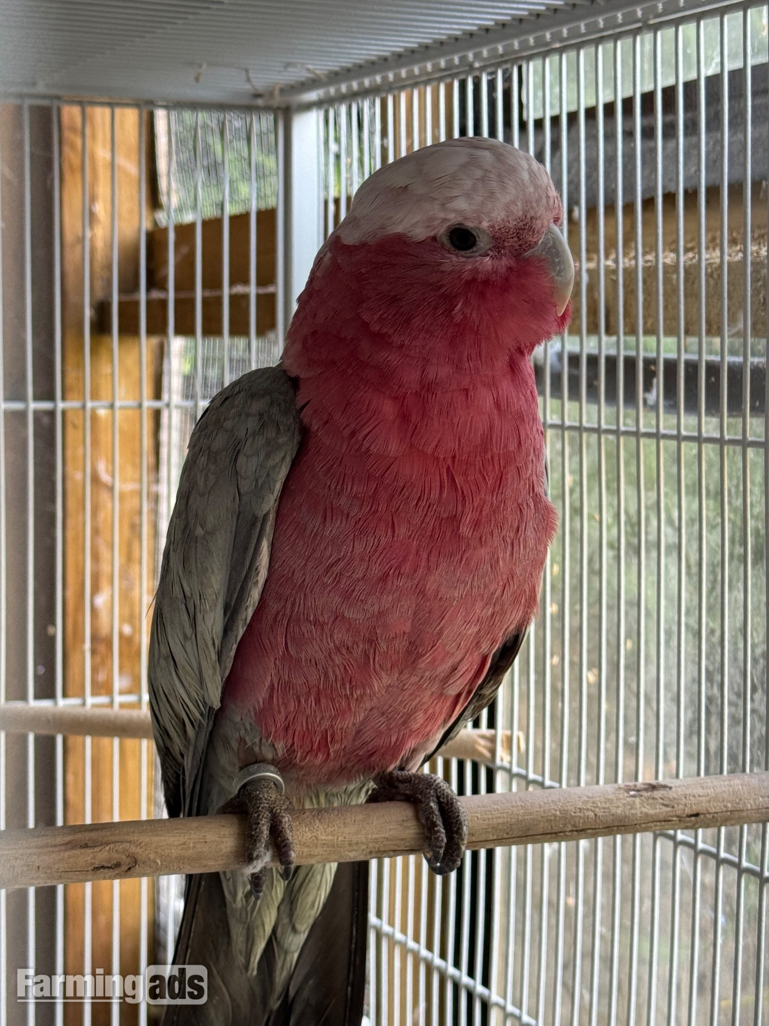 Female Galah for sale