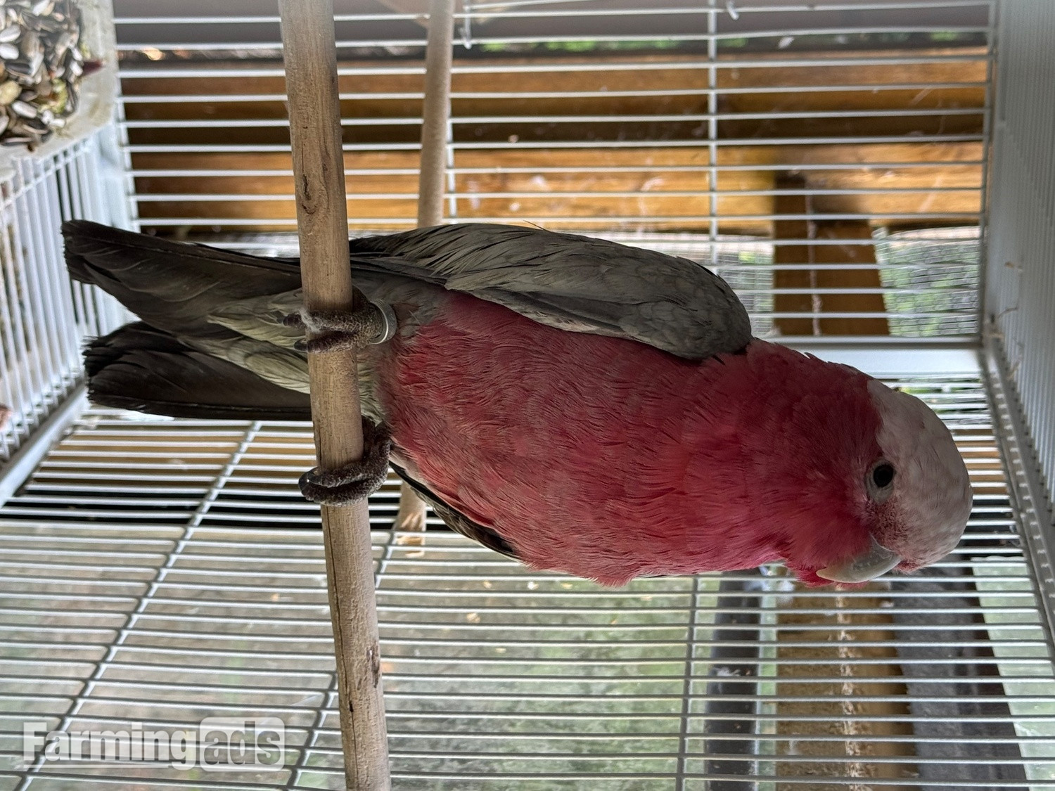 Female Galah for sale