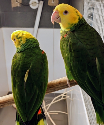 Double Yellow-Headed Amazon​ proven pair 