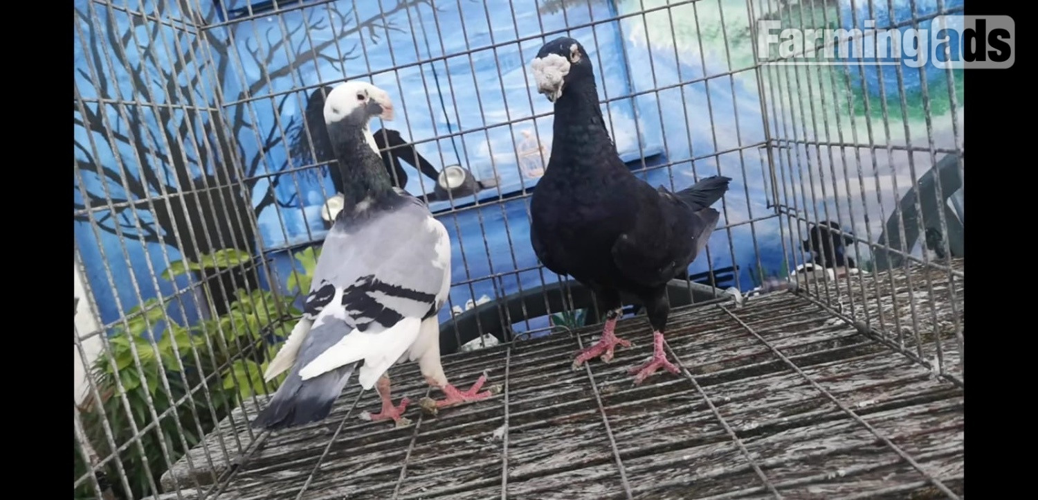  Many pigeons for sale