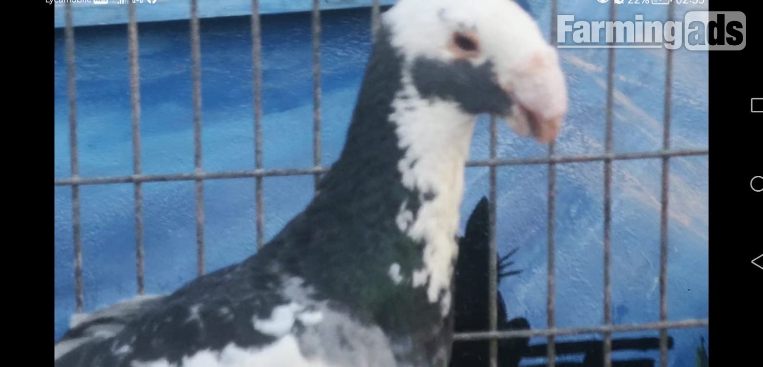 {CATEGORY} - Many pigeons for sale