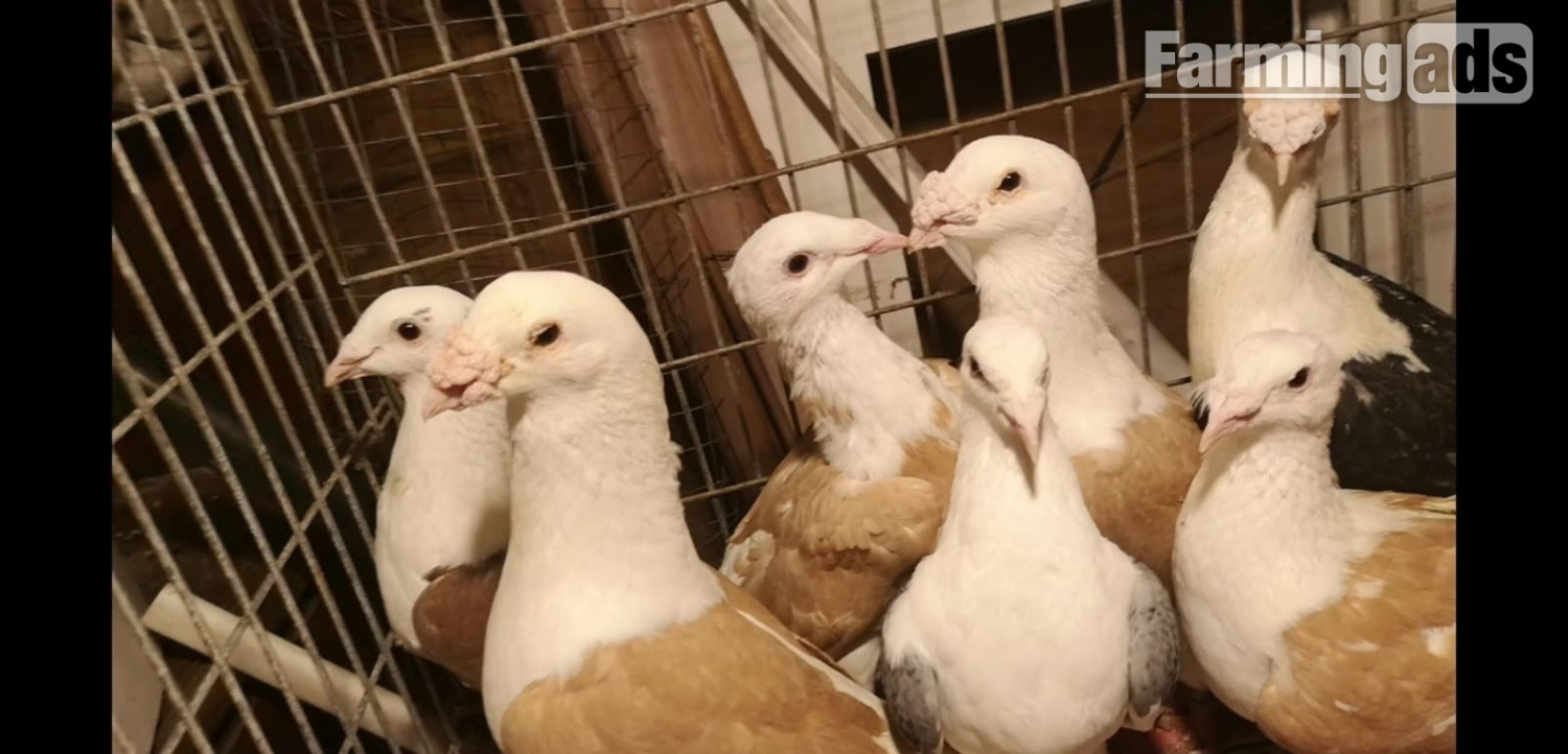 Many pigeons for sale - {CATEGORY}