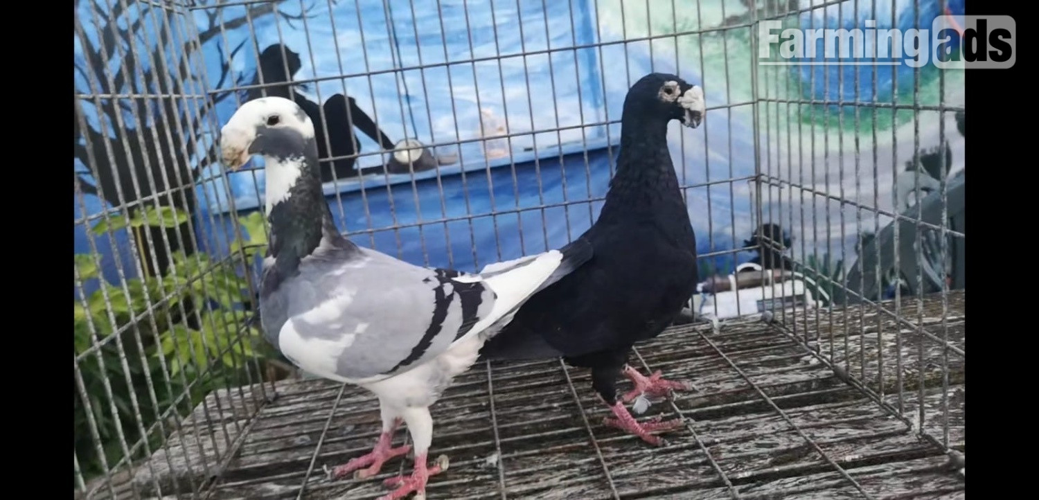 Many pigeons for sale - {CATEGORY}