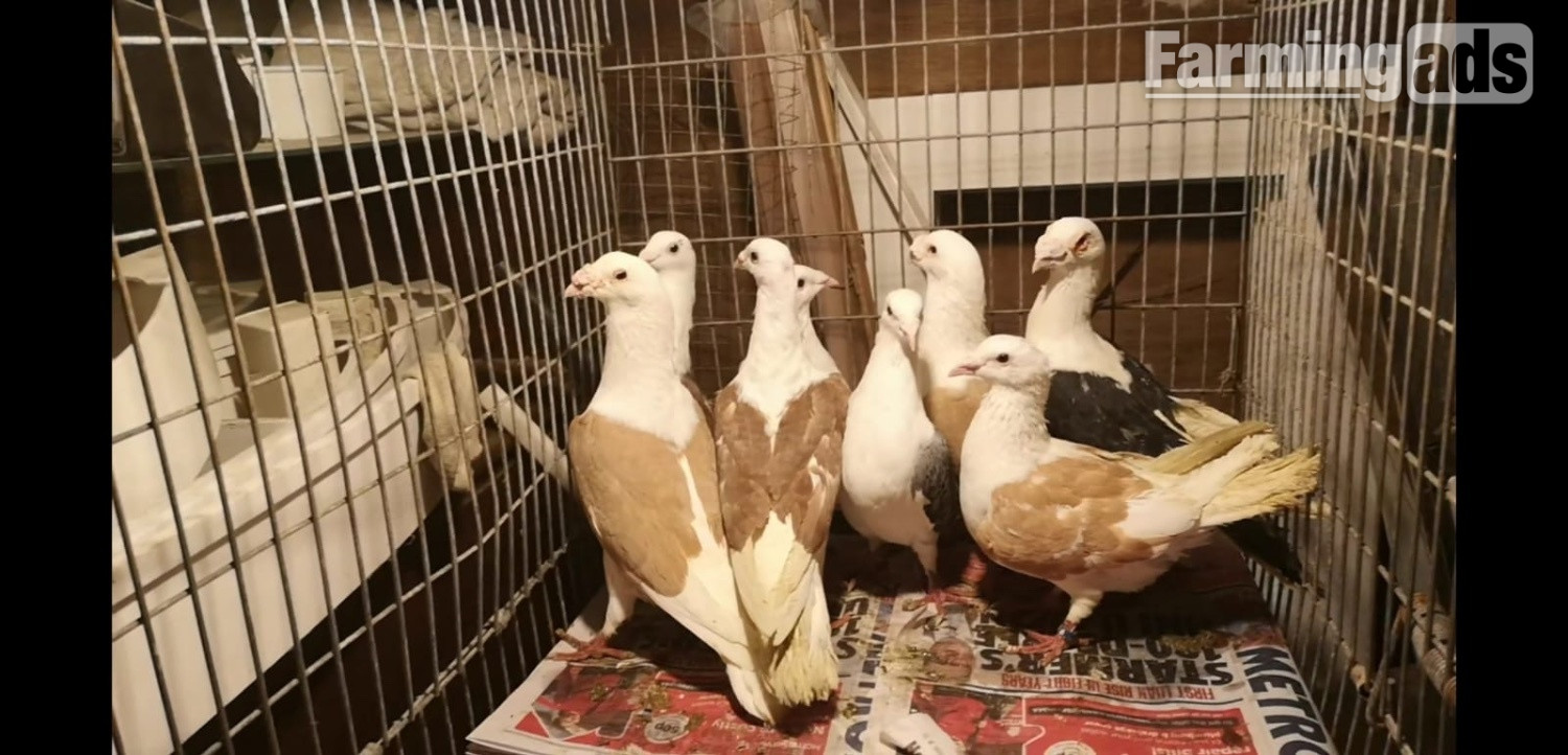 Many pigeons for sale 