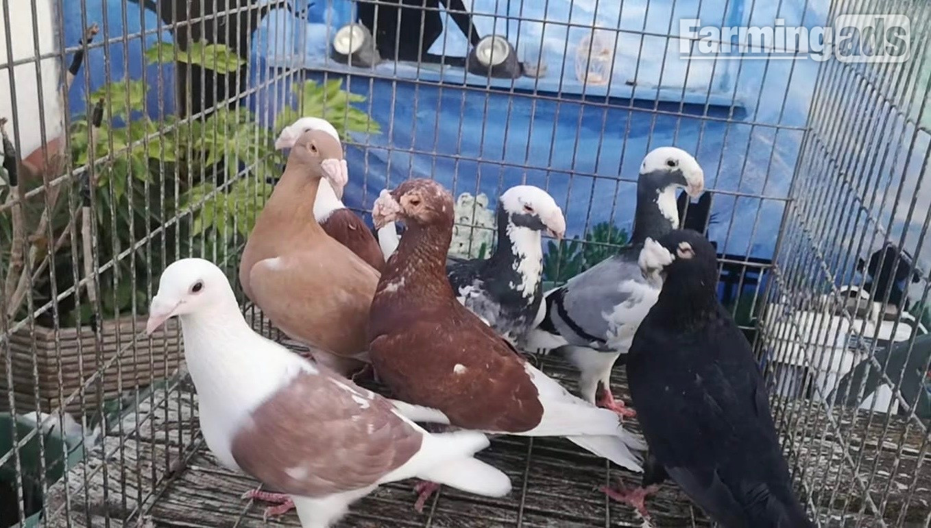 Many pigeons for sale