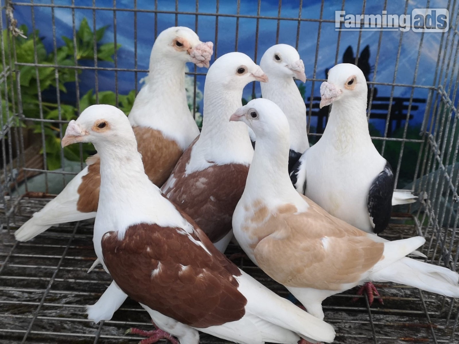 {CATEGORY} - Many pigeons for sale