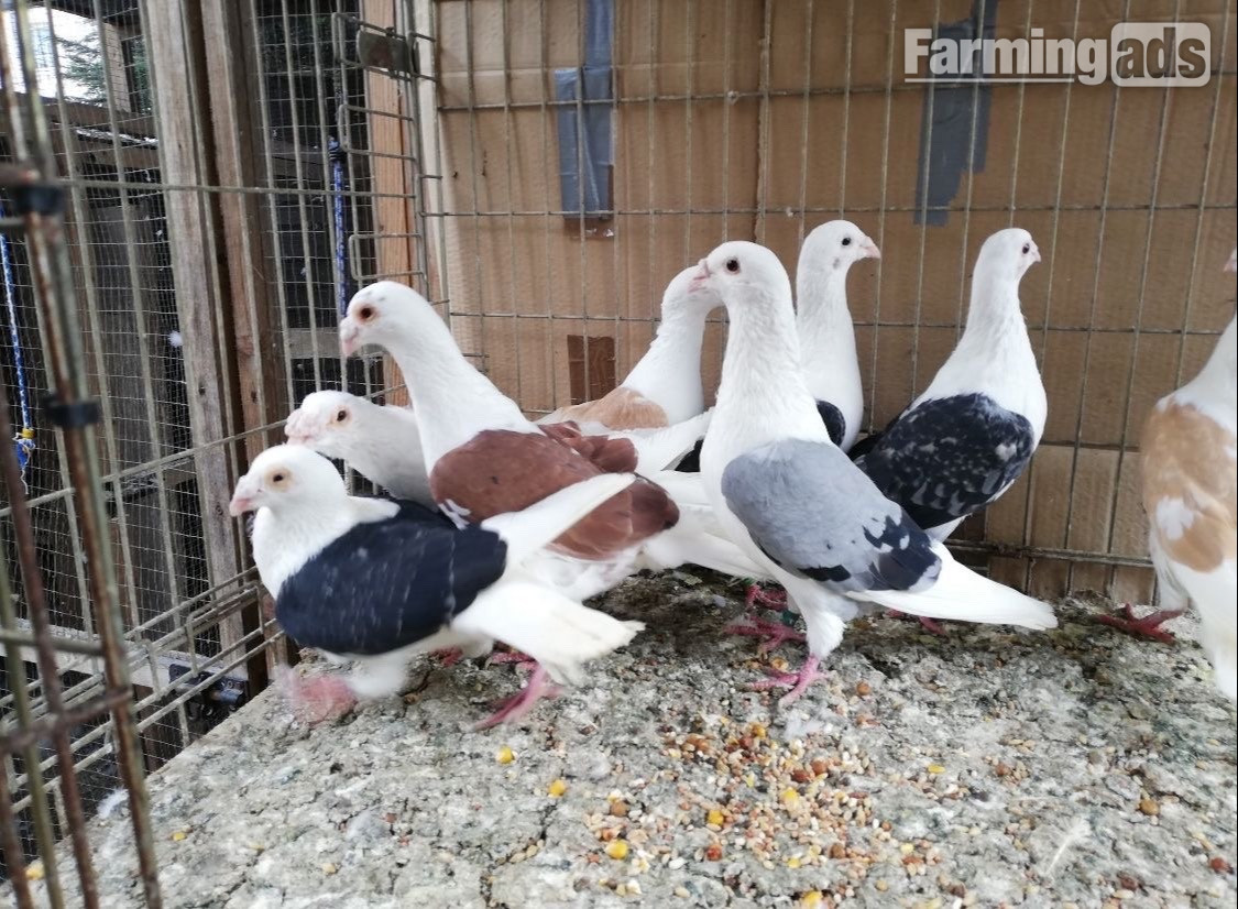 Many pigeons for sale