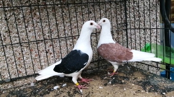 Many pigeons for sale