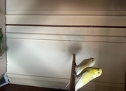 Lovely budgies males and female in Dagenham 