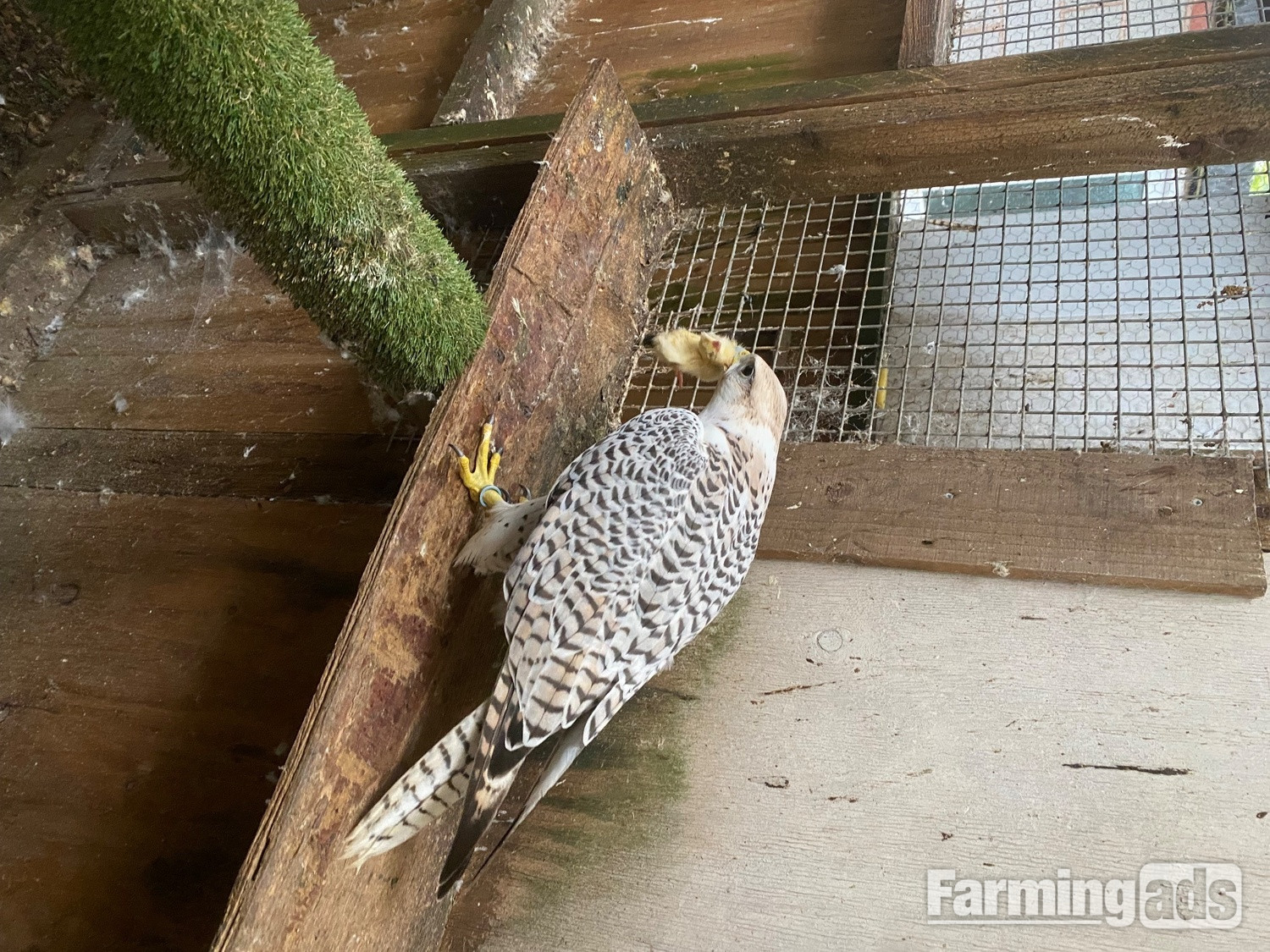 Gyr/saker 7/8th seman Doner 