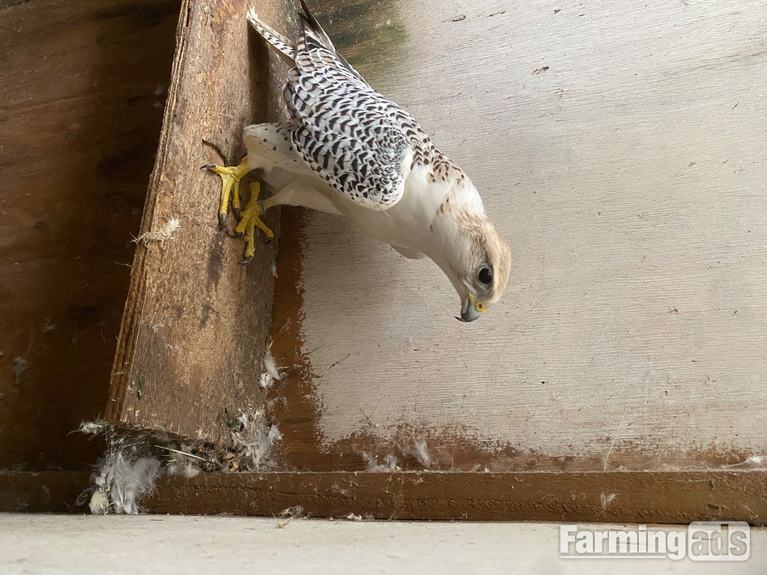 Gyr/saker 7/8th seman Doner  - {CATEGORY}
