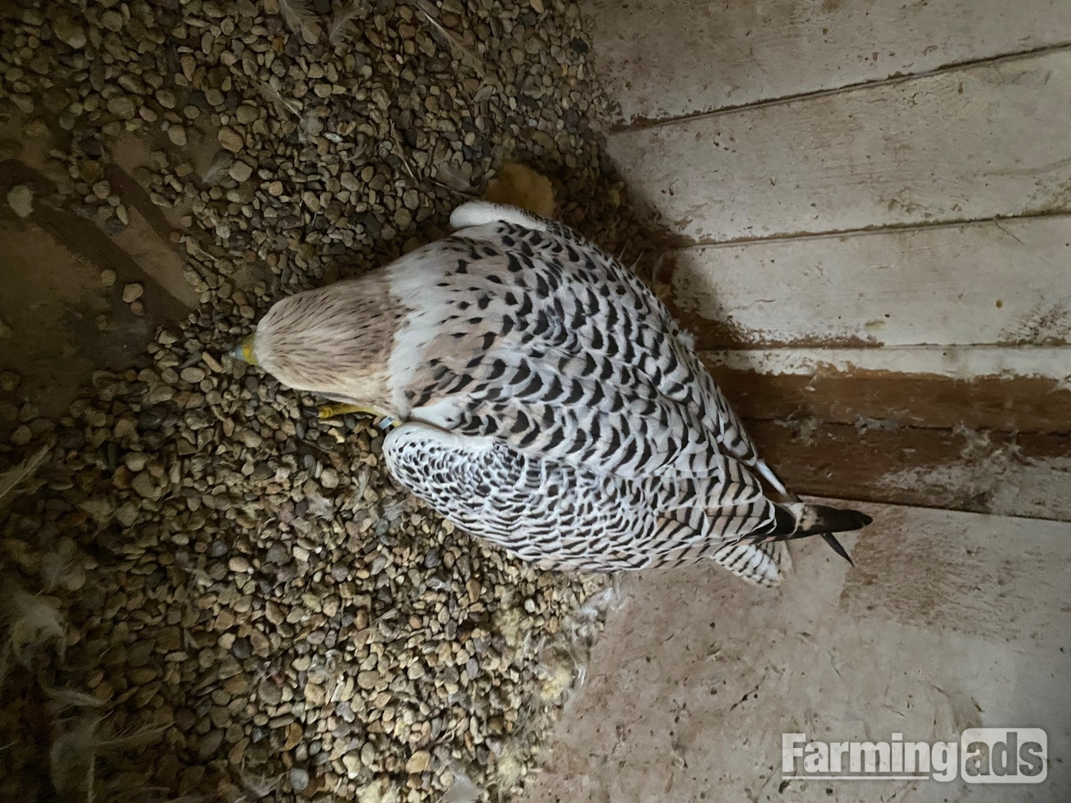  Gyr/saker 7/8th seman Doner 