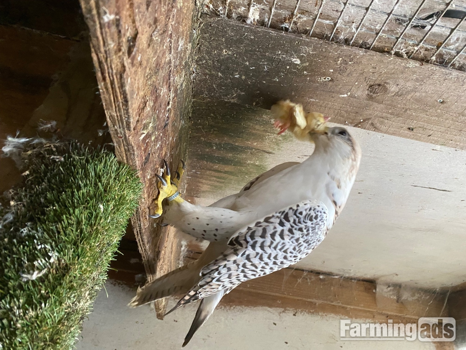 Gyr/saker 7/8th seman Doner 